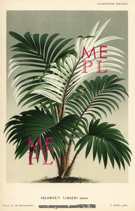 : Rattan palm, Calamus discolor : Rattan palm, Calamus discolor