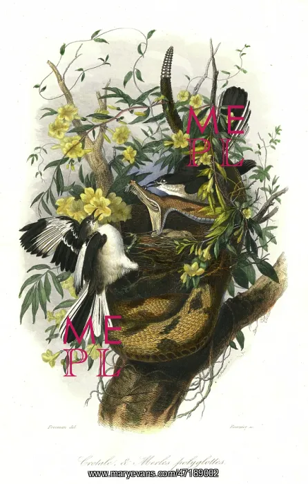  : RATTLE SNAKE / NEST ATTACK