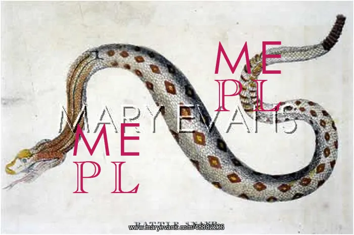  : RATTLESNAKE, 1798