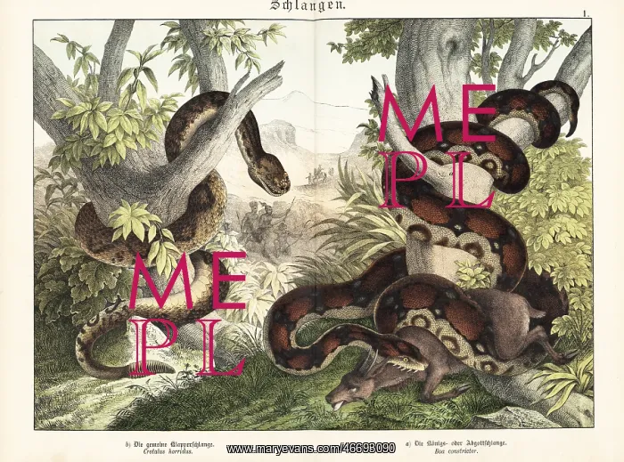 : Rattlesnake and boa constrictor : Rattlesnake and boa constrictor