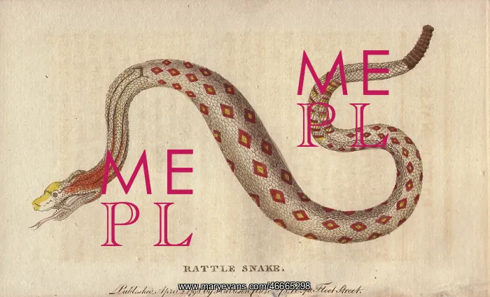 : Rattlesnake, Crotalus cerastes : Rattlesnake, Crotalus cerastes
