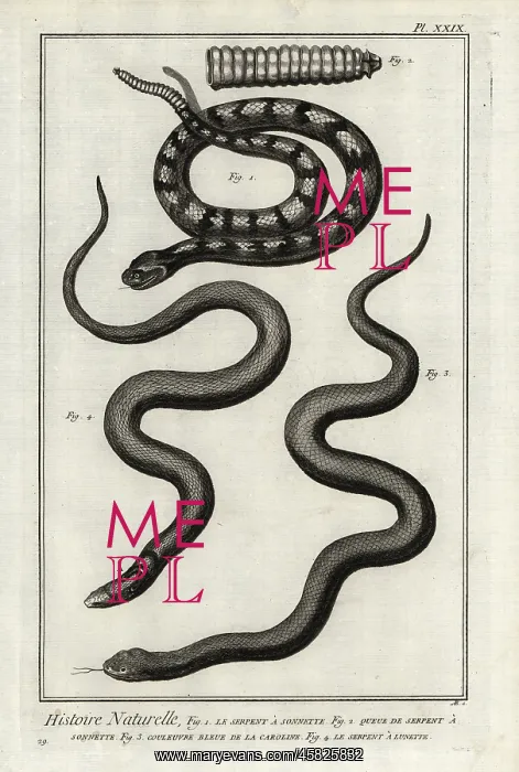 : Rattlesnake, eastern mudsnake and Indian cobra : Rattlesnake, eastern mudsnake and Indian cobra