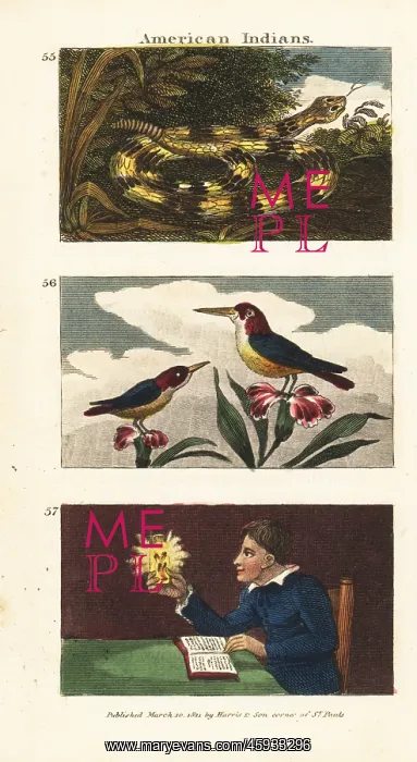 : Rattlesnake, hummingbirds and fireflies : Rattlesnake, hummingbirds and fireflies