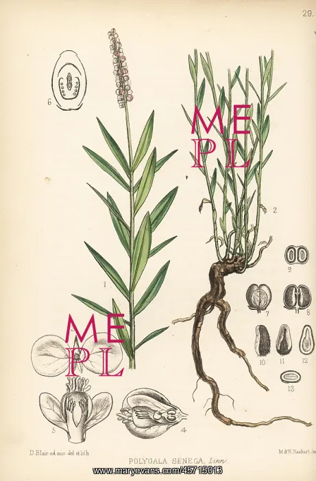 : Rattlesnake-root or Seneca snake-root, Polygala senega : Rattlesnake-root or Seneca snake-root, Polygala senega