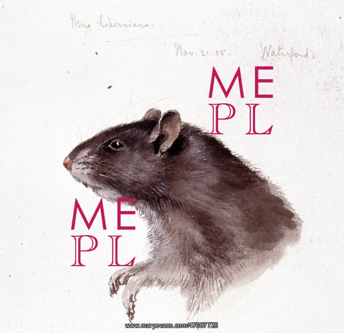 : Rattus rattus, black rat : Rattus rattus, black rat