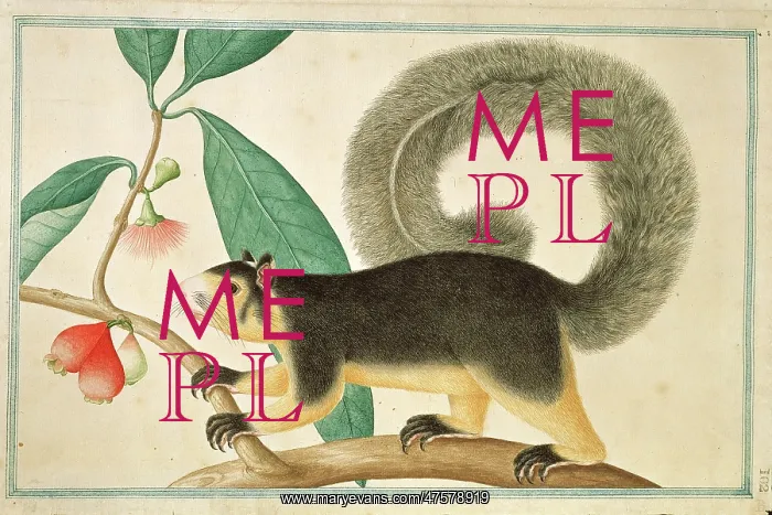 : Ratufa macroura, grizzled giant squirrel : Ratufa macroura, grizzled giant squirrel
