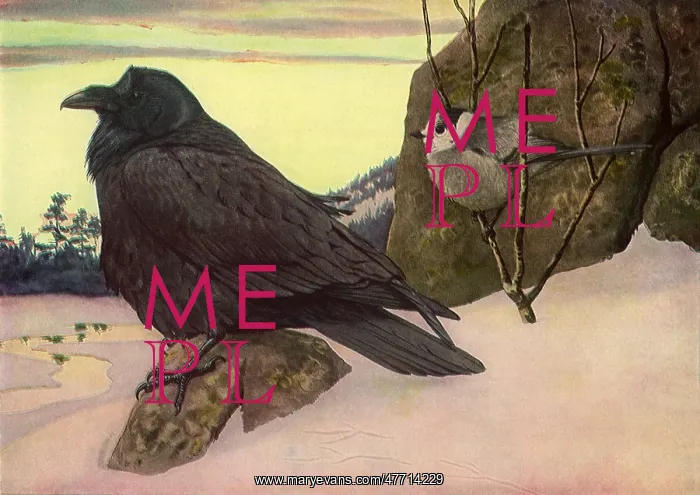  : Raven and Canada Jay