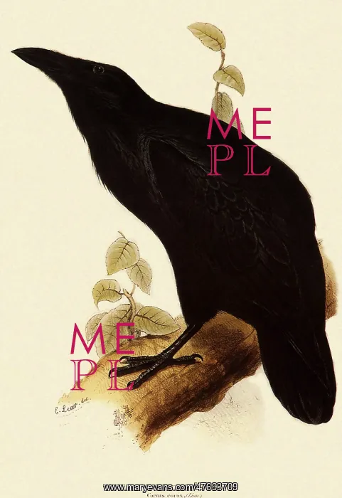  : Raven, Corvus coraX