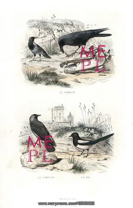 : Raven, jackdaw and magpie : Raven, jackdaw and magpie