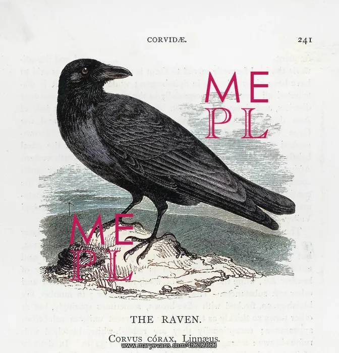  : Raven on a Rock