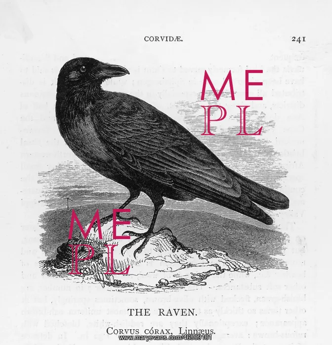  : Raven on a Rock