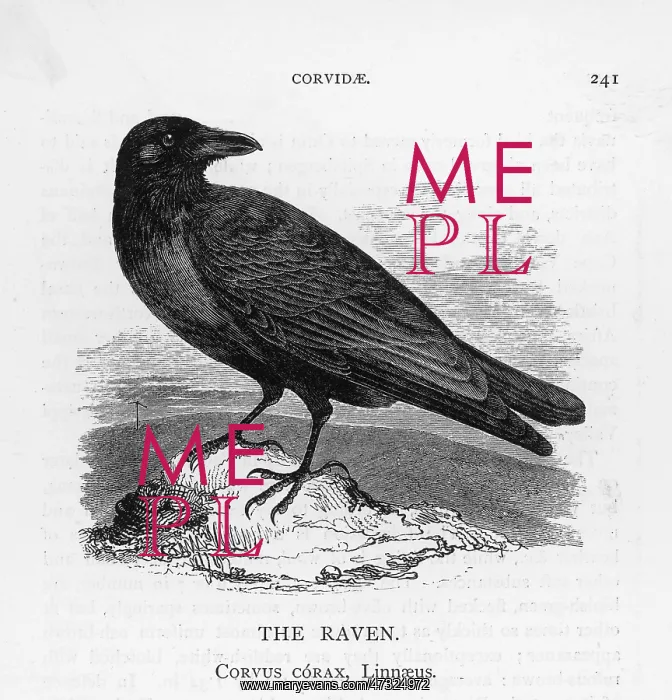  : Raven on a Rock