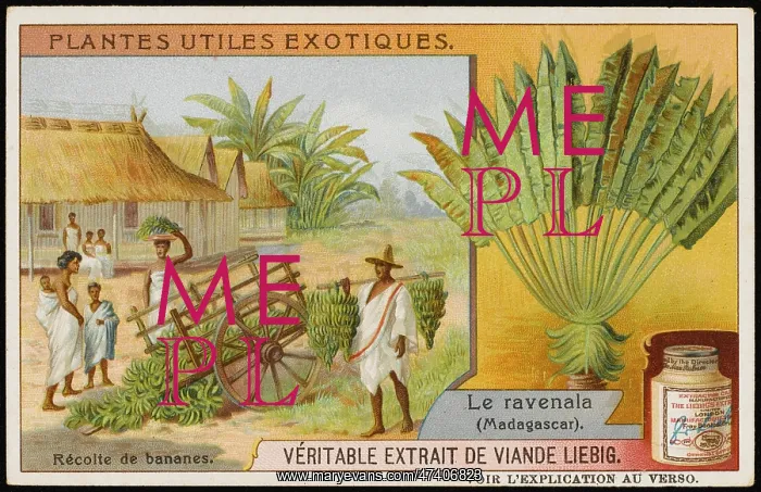: RAVENALA. Ravenala, or Traveler's Tree, is cultivated in Madagascar for : RAVENALA. Ravenala, or Traveler's Tree, is cultivated in Madagascar for