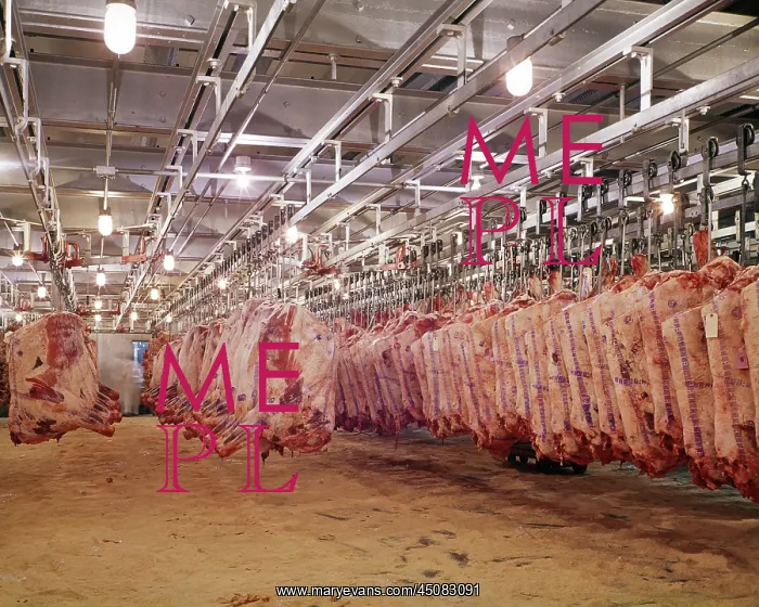 : Raw Meat Sides of Beef Hanging in Refrigerated Warehouse : Raw Meat Sides of Beef Hanging in Refrigerated Warehouse