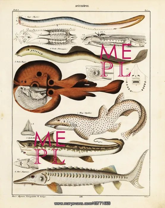 : Ray, shark, sturgeon, lamprey, etc : Ray, shark, sturgeon, lamprey, etc
