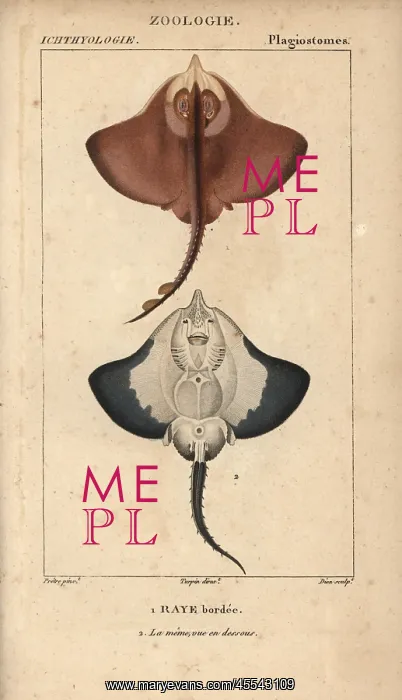 : Ray species, Batoidea or Platyrhina? : Ray species, Batoidea or Platyrhina?