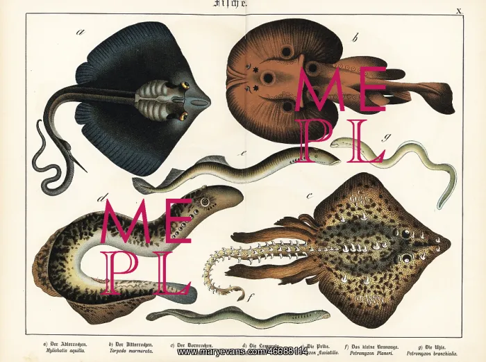 : Rays and lampreys : Rays and lampreys