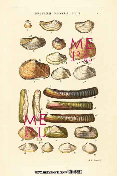 : Razor shells, Solen marginata, Poromya granulata, etc : Razor shells, Solen marginata, Poromya granulata, etc