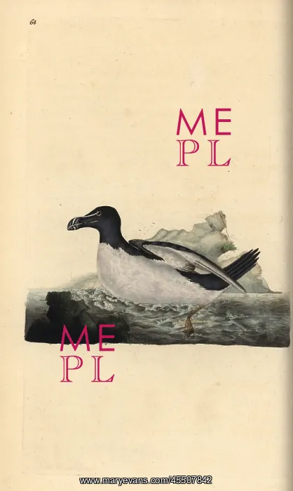 : Razorbill, Alca torda : Razorbill, Alca torda