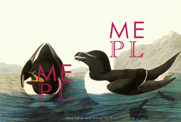  : Razorbill, Alca torda