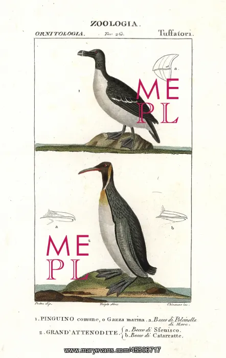 : Razorbill, Alca torda, and emperor penguin : Razorbill, Alca torda, and emperor penguin