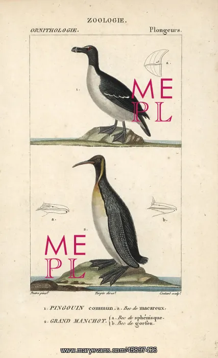 : Razorbill, Alca torda, and emperor penguin : Razorbill, Alca torda, and emperor penguin