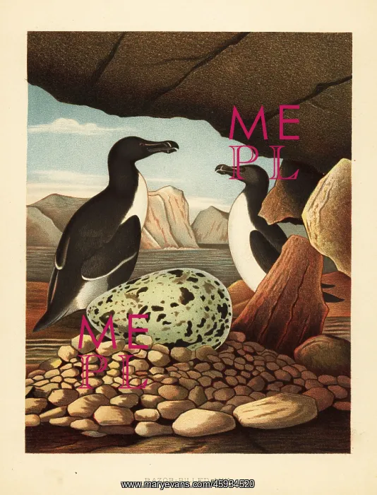 : Razorbill or lesser auk, Alca torda : Razorbill or lesser auk, Alca torda