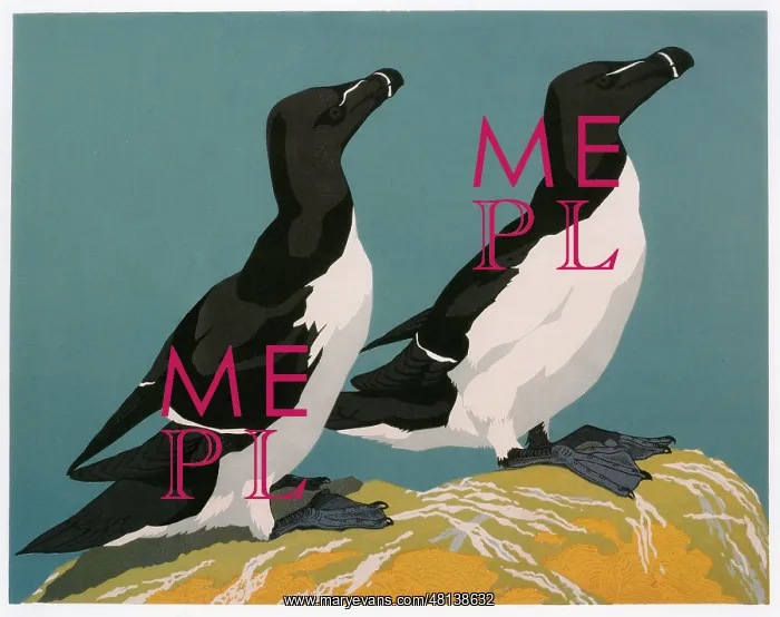  : Razorbills