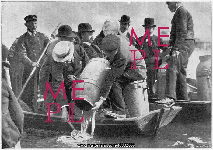: Re-stocking salmon in the River Thames 1901 : Re-stocking salmon in the River Thames 1901
