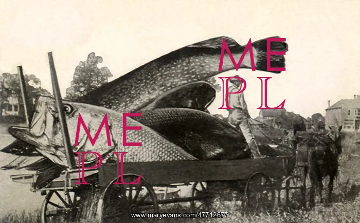 : Really Big Fish : Really Big Fish