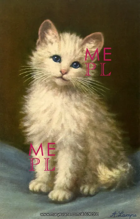  : Really Cute Kitten