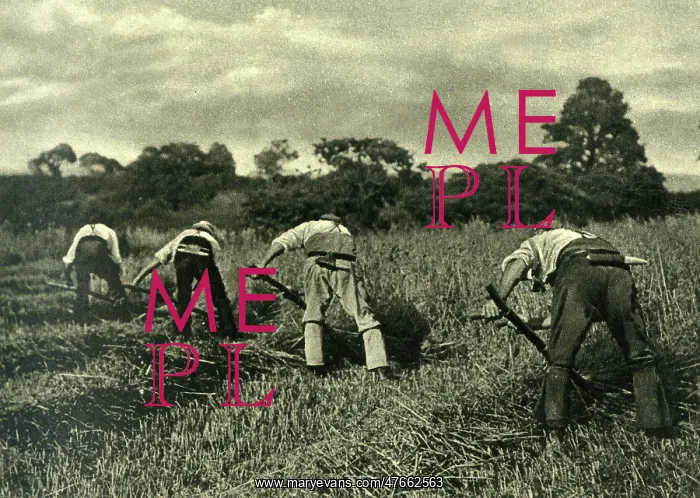 : Reapers at work with scythes, Isle of Wight : Reapers at work with scythes, Isle of Wight