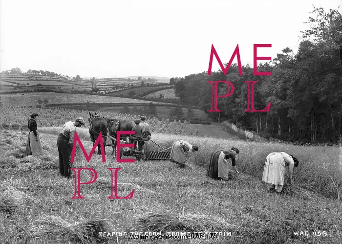 : Reaping the Corn, Toome, Co. Antrim : Reaping the Corn, Toome, Co. Antrim