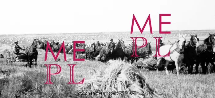  : Reaping on the Prairies, Canada
