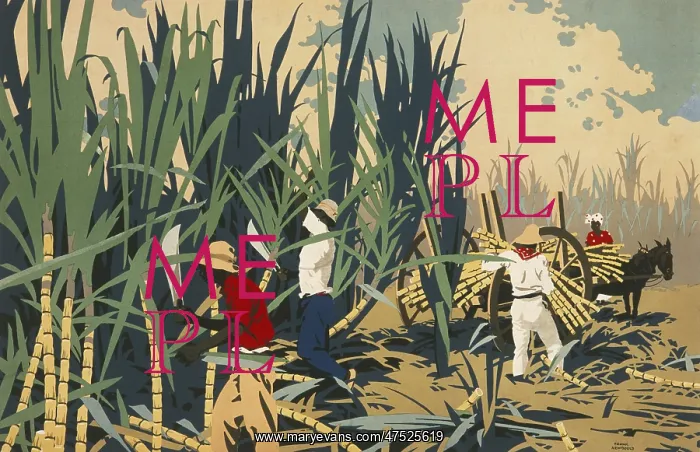 : Reaping sugar canes in the West Indies : Reaping sugar canes in the West Indies