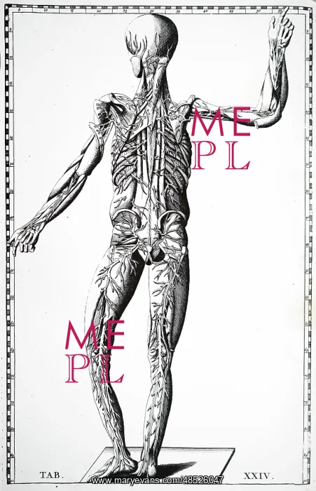 : Rear view of the blood vessels. From Bartolemmeo : Rear view of the blood vessels. From Bartolemmeo