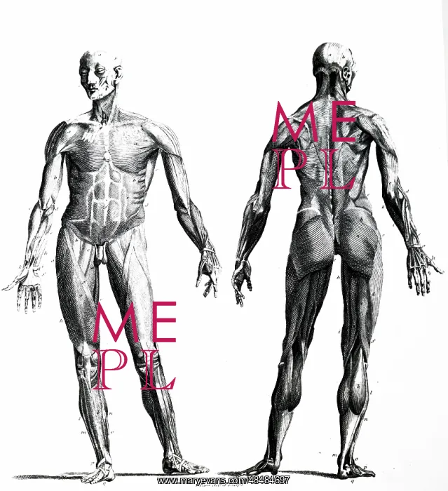 : Front and rear view of the human body showing : Front and rear view of the human body showing