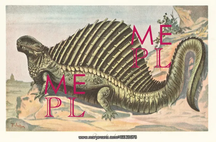 : Reconstruction of a Dimetrodon : Reconstruction of a Dimetrodon