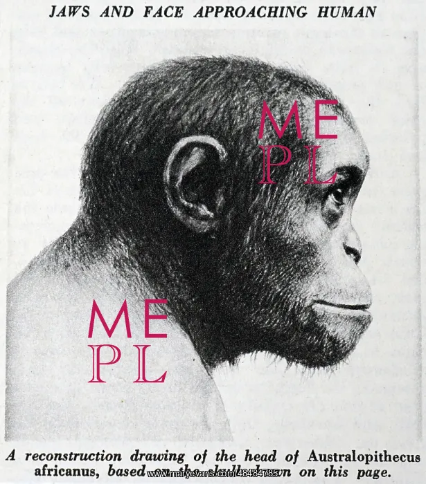 : A reconstruction drawing of the head of Australopithecus : A reconstruction drawing of the head of Australopithecus