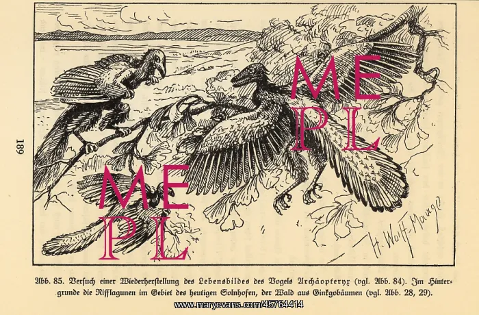 : Reconstruction of extinct Archaeopteryx birds in a : Reconstruction of extinct Archaeopteryx birds in a