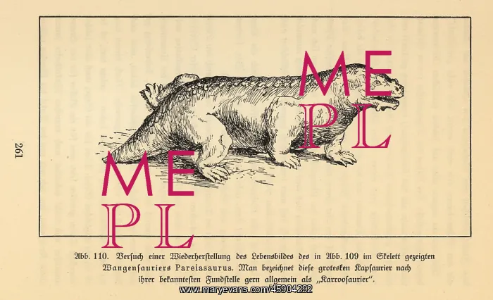 : Reconstruction of an extinct Pareiasaur, Bradysaurus baini : Reconstruction of an extinct Pareiasaur, Bradysaurus baini