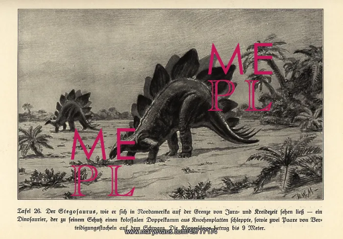 : Reconstruction of an extinct Stegosaurus : Reconstruction of an extinct Stegosaurus