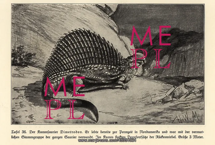: Reconstruction of extinct synapsid dinosaur Dimetrodon : Reconstruction of extinct synapsid dinosaur Dimetrodon