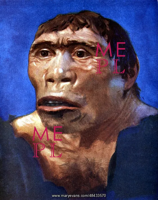 : Reconstruction of Java Man (Pithecanthropus erectus) : Reconstruction of Java Man (Pithecanthropus erectus)
