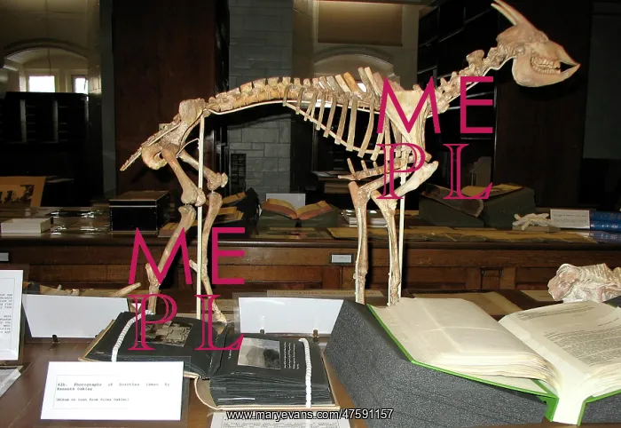 : Reconstruction of a Myotragus skeleton : Reconstruction of a Myotragus skeleton