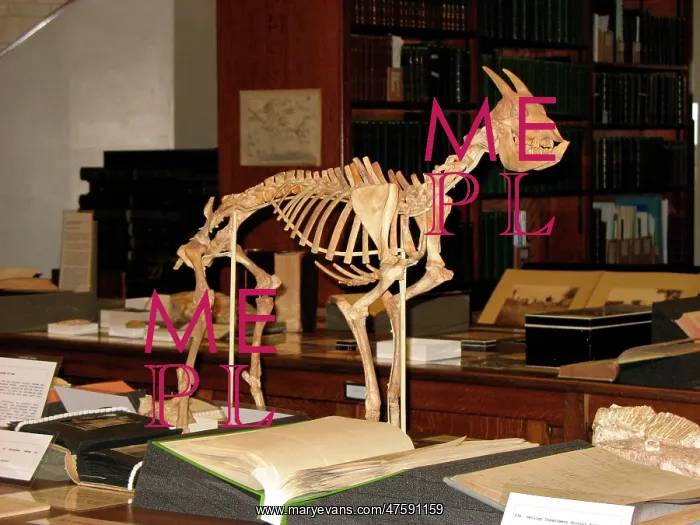 : Reconstruction of a Myotragus skeleton : Reconstruction of a Myotragus skeleton