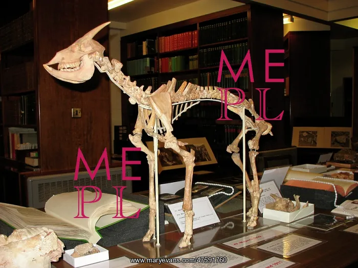 : Reconstruction of a Myotragus skeleton : Reconstruction of a Myotragus skeleton