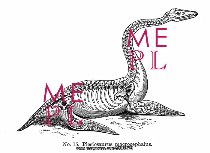 : Reconstruction of Plesiosaurus macrocephalus : Reconstruction of Plesiosaurus macrocephalus