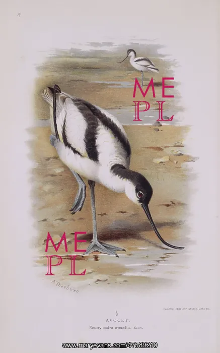 : Recurvirostra avocetta, pied avocet : Recurvirostra avocetta, pied avocet