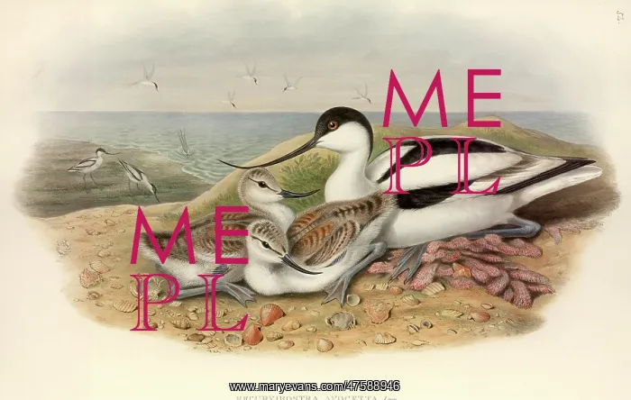 : Recurvirostra avosetta, pied avocet : Recurvirostra avosetta, pied avocet